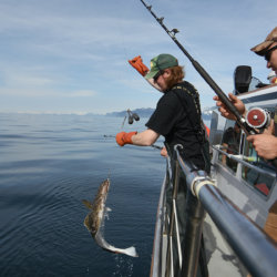 Volunteer deck hand Kyle Collins lands a small halibut for Air Force Staff Sgt. Parker Dalla in the 10th Annual Armed Services Combat Fishing Tournament May 26 aboard the Seward Military Resort boat, Snowbird. The tournament, hosted by the city of Seward and the Armed Services YMCA, gave more than 200 military anglers stationed in Alaska a free day of halibut fishing to thank them for their service. (Army photo/John Pennell)